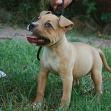 Cachorros American Bully 