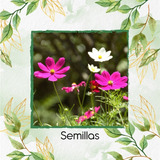 50 Semillas Flores Silvestres + Obsequio Germinación