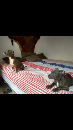 Perros American Bully Pocket Con Registro Abkc