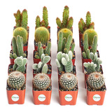 | Cool Cactus Plantas Suculentas Vivas, Paquete Variado Sele