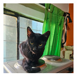 Gatita Negra En Adopción 