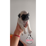 Pugs En Venta Baratos En Medellín 