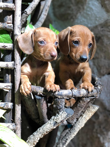 Cachorros Dachshund Miniatura Machos Color Golondrino.