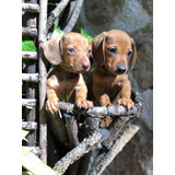 Cachorros Dachshund Miniatura Machos Color Golondrino.