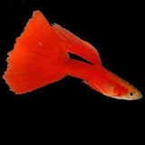 Guppy Full Red - Trio