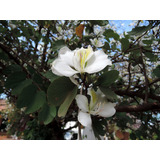 Bahuinia Variegata (árbol Pata De Vaca Blanco)