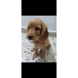 Venta De Cachorros Cocker Spaniel 