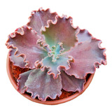 Muda Echeveria Gibbiflora  Ruth Jane 