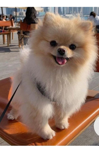 Pomerania Elegante Mascota.