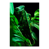 Vinilo Decorativo 40x60cm Iguana Reptil Lagartija Fauna M2