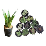 10 Suculentas Exóticas + 1 Sansevieria Lengua De Suegra