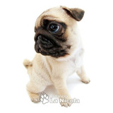 Cachorro Pug 0010