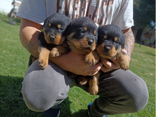 Cachorros Rottweiler Puros Arg. 1