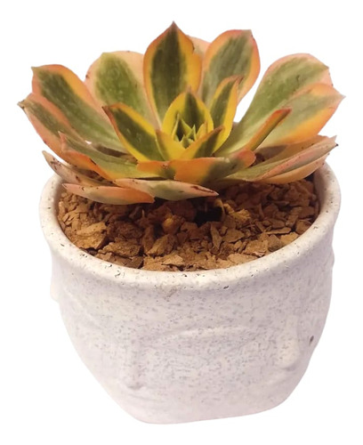 Maceta Caras Con Aeonium Sunburst Regalo Ideal 