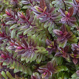 Verónica Purple Queen /  Arbusto Ornamental / Grandes