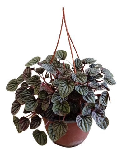 Peperomia Caperata