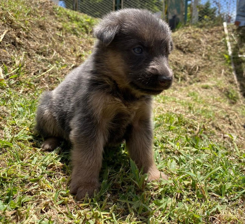 Hermosas Cachorras Pastor Alemán Blue And Tan Exotic Dogs