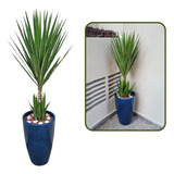 Planta Yucca Grande + Vaso Decorativo Premium