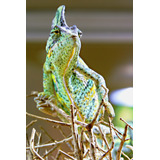 Vinilo Decorativo 30x45cm Camaleon Reptil Iguana Animal M10