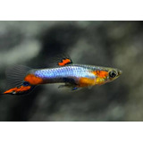 Guppy Endler Blue Star (casal)