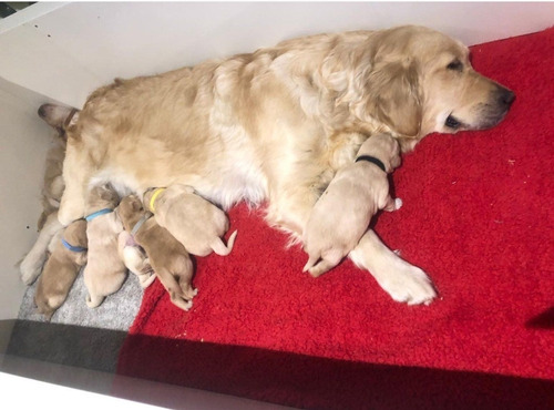 Golden Retriever Cachorros