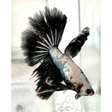 Betta Black Dragon Lt L Importada - Macho