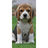 Cachorros Beagles 19
