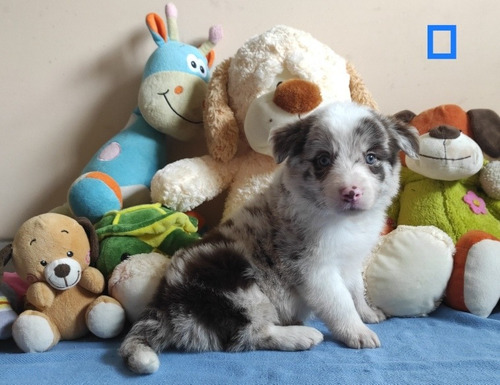 Cachorros Border Collie Red Merle 