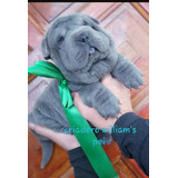 Cachorros Sharpei Con Pedigree!