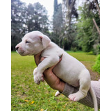 Dogo Argentino F.c.a 