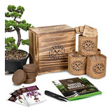 Kit De Principiantes De Semillas De Árbol Bonsai