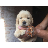 Cachorros Golden Retriever Criadero Premium Rural