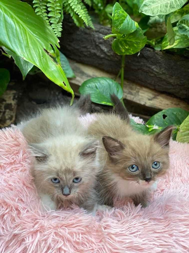 Gatitos Ragdoll Fotos Reales .