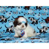 Shi Tzu Macho (shih Tzu)