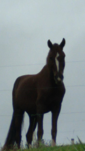 Cavalo-trote - 9 Anos - Vacinas E Ferraduras Em Dia.