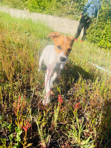 Fox Terrier Chileno