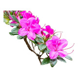 Azaleia Rosa - Muda Ornamental Para Vaso/bonsai/jardim