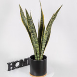 Planta Interior Sansevieria - Lengua De Suegra 50 Cm