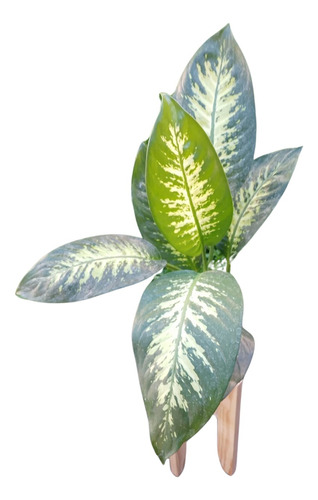 Dieffenbachia Tropic , M15 , Olivos