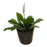 Planta Cala Blanca O Spathyllium - Grande 50 Cm -hermosa!