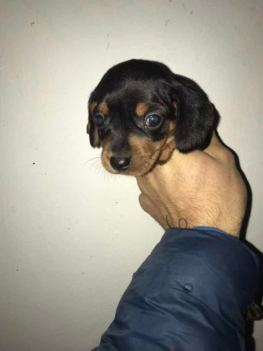 Cachorro Hembra Salchicha Negra Y Fuego