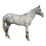 Venta De Caballo Appaloosa Potrillo 3 Años