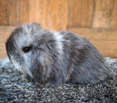 Conejo Mini Lop Raza Pura Color Magpie