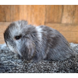 Conejo Mini Lop Raza Pura Color Magpie