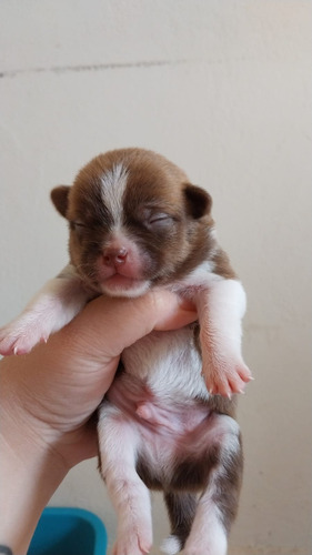 Chihuahua Pelo Curto Bonitos Filhotes Disponível