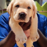 Cachorros Labrador 