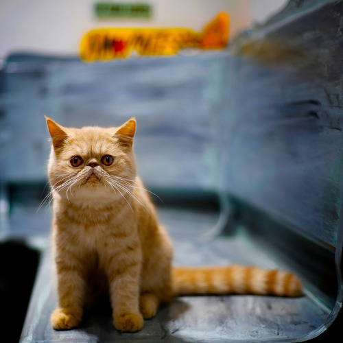 Pareja Persas Exoticos Exotic Shorthair 