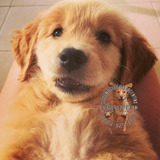 Cachorros Criadero Golden Retriever Argentina !!!