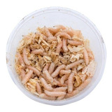 Larvas De Mosca Doméstica X 1.000 Alimento Vivo Envíos