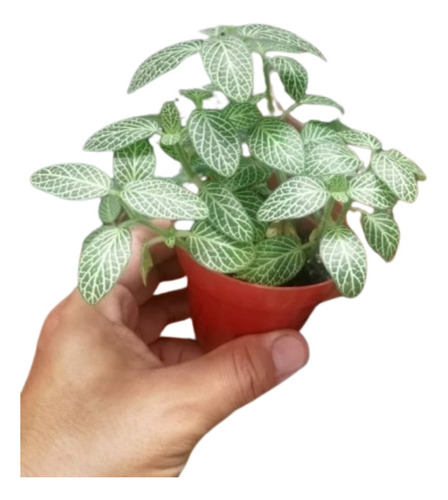 Planta Fittonia 